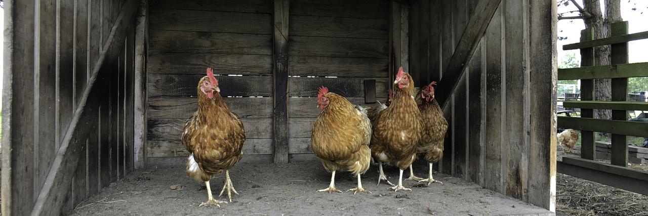 Hof Van Renesse Noordwelle Ngoại thất bức ảnh